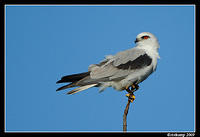 black shouldered kite 4820