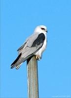 black shouldered kite 6 adobe monitor std