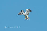 black shouldered kite 6763