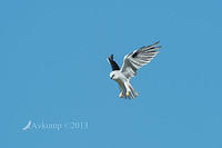 black shouldered kite 6765