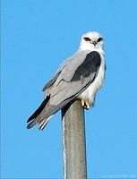 black shouldered kite 7 adobe monitor std