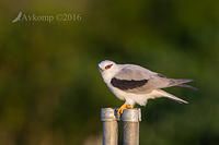 black shouldered kite 7716