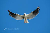 black shouldered kite 8442