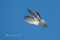 black shouldered kite 8453