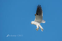 black shouldered kite 8456