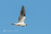 black shouldered kite 8464