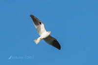 black shouldered kite 8470