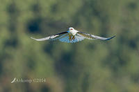 black shouldered kite 8485