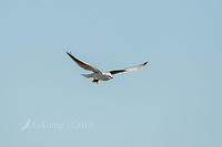 black shouldered kite 8491