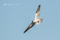 black shouldered kite 8494