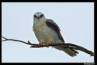 black shouldered kite sub adult 267