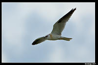 black shouldered kite sub adult 284