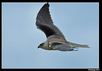 black shouldered kite sub adult 285