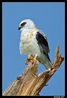 black shouldered kite sub adult 314