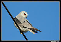 black shouldered kite4801