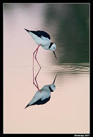 black shouldered stilt 0002