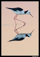 black shouldered stilt 0003