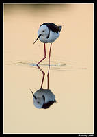 black shouldered stilt 0004