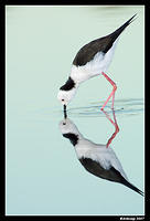 black shouldered stilt 0007