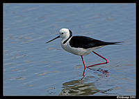 black shouldered stilt 3