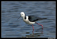 black shouldered stilt 6