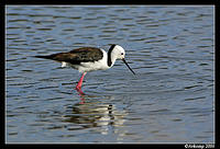 black shouldered stilt 9