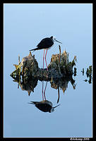 black shouldered stilt and nest 71