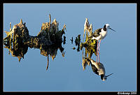 black shouldered stilt and nest 74