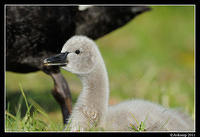 black swan 0469a