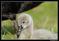 black swan 0470