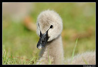 black swan 0471