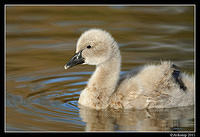 black swan 0479