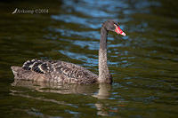 black swan 11667