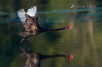 black swan 13045