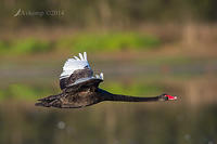 black swan 13047