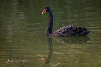 black swan 15007