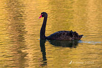 black swan 15162