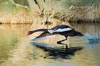 black swan 15541