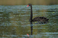 black swan 3396