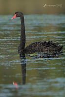 black swan 3396a