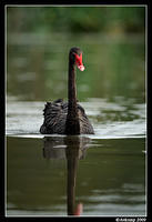 black swan 3766