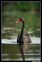 black swan 3767