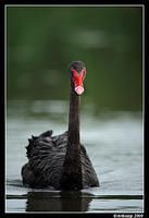 black swan 3768