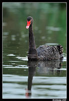 black swan 3771