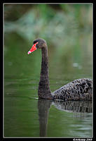 black swan 3772