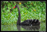 black swan 3773