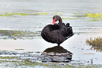 black swan 6144