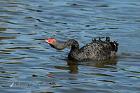 black swan 6849