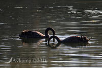 black swan 8642