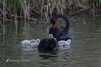 black swan 8930